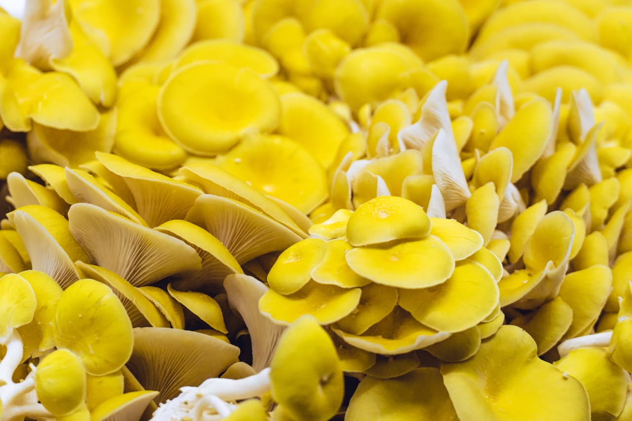 picture of a golden oyster mushroom