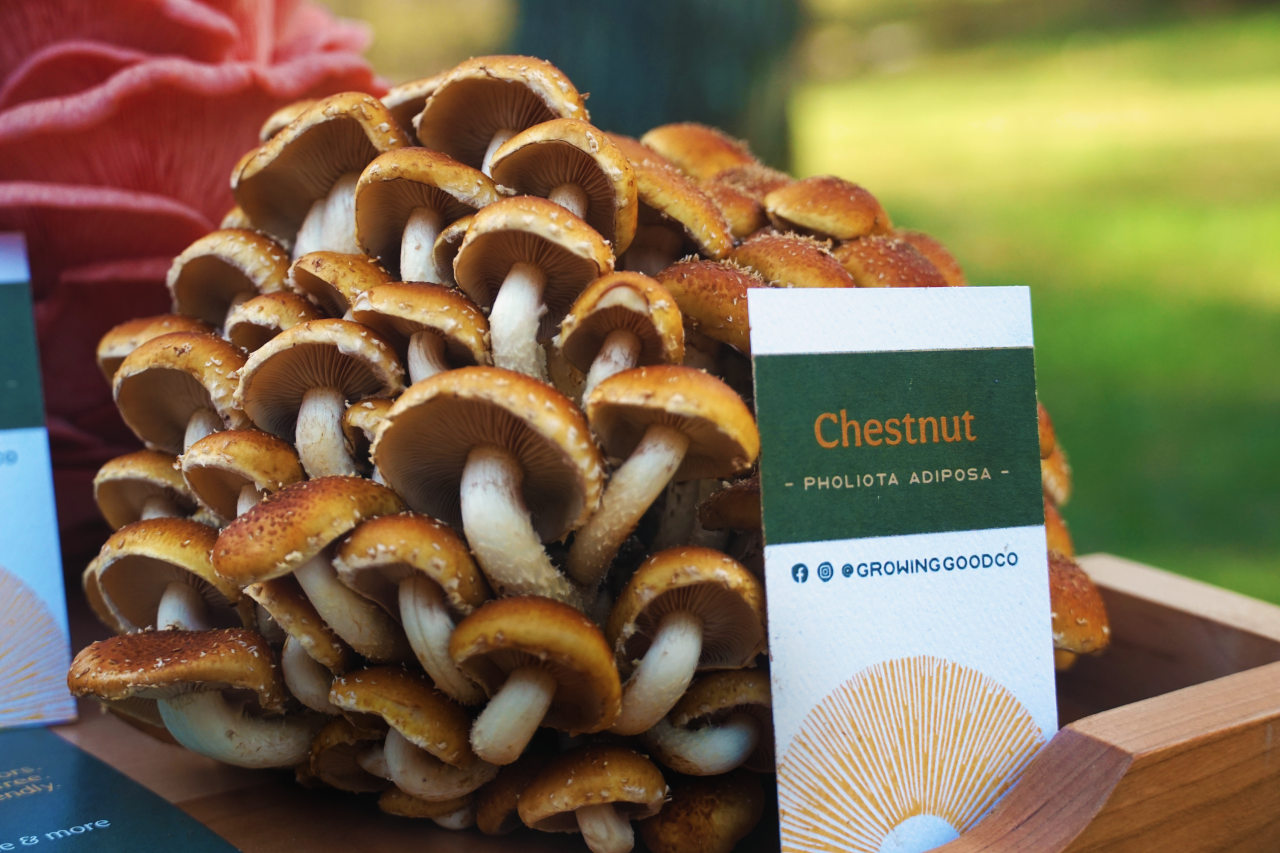 picture of a cluster of chestnut mushrooms