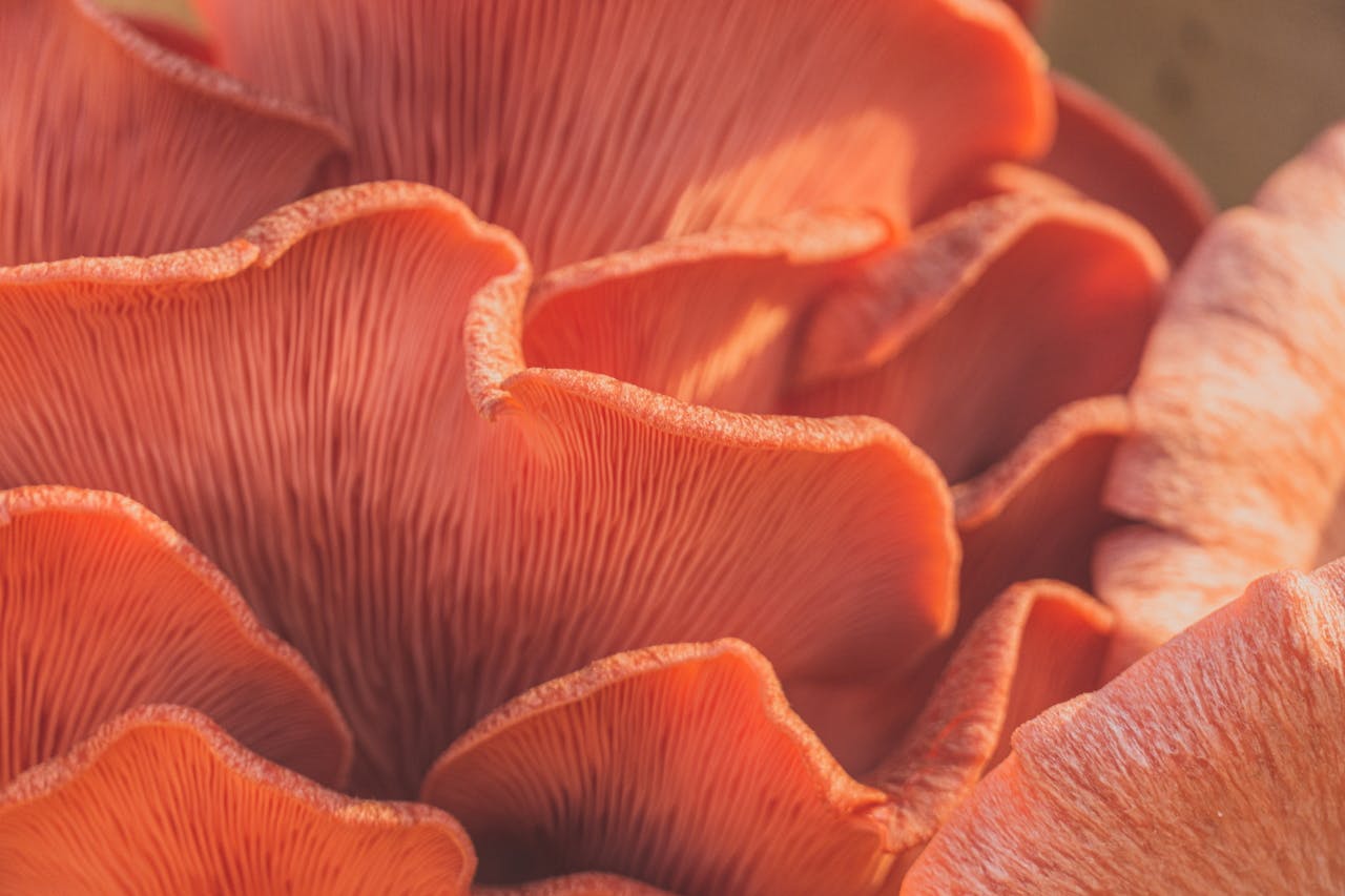 picture of a pink oyster mushroom